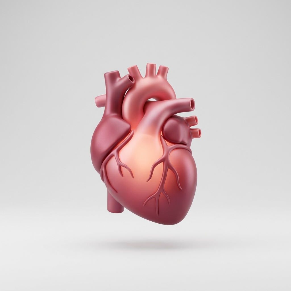 Mô hình giải phẫu 3D tả thực tim mạch và mạng lưới động mạch vành nuôi cơ tim