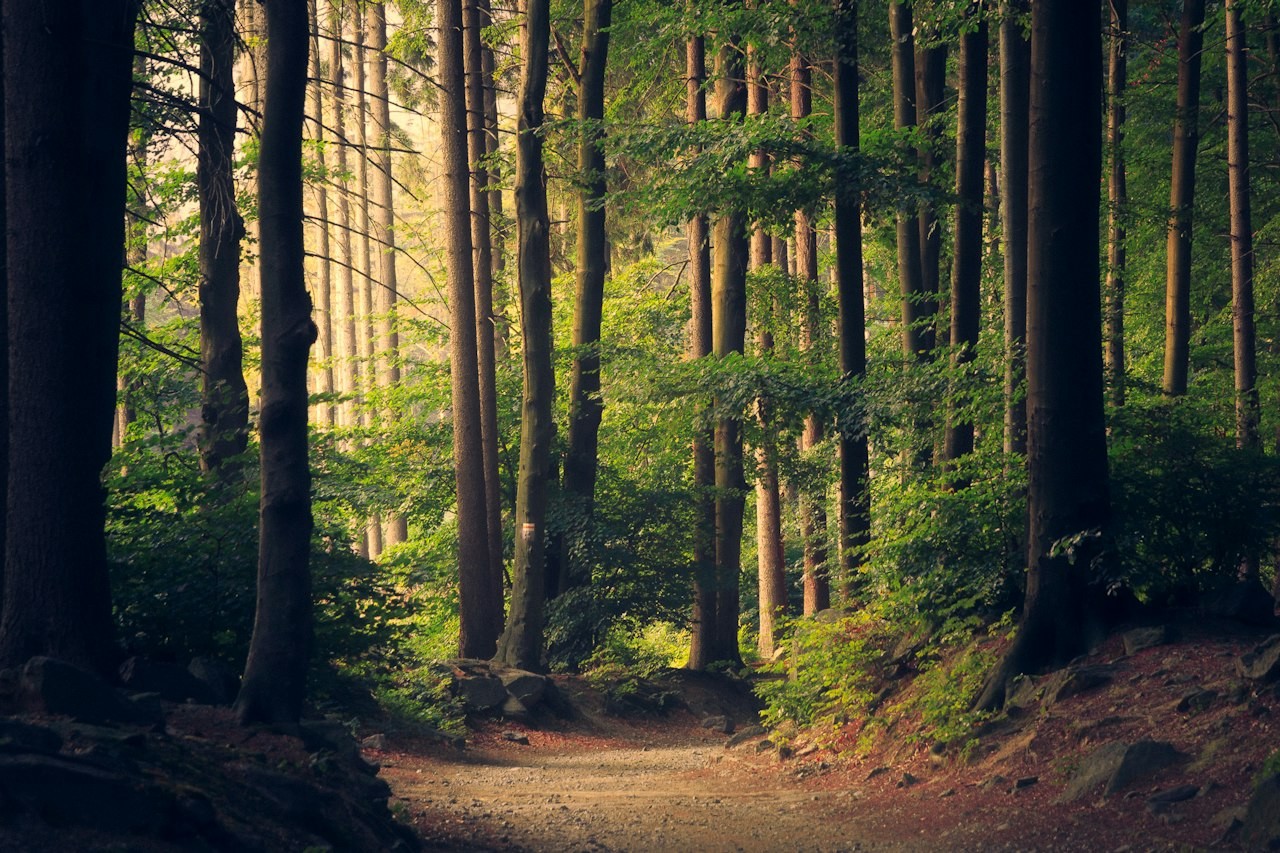Serene green forest pathway dappled with golden sunlight for peaceful forest bathing